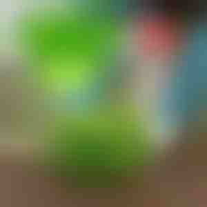 Tartsa távol a kártevőket a VEGISHIELD-el (10 db)