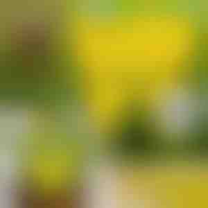 Ragadós légycsapda (10 darab) | BUGILURE