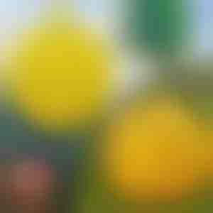 6 darabos függőleges légycsapda | BUGIORB