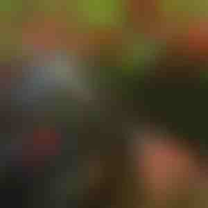 Fa metszőolló | TREESNIP