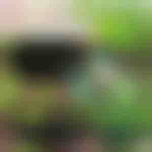 Környezetbarát kert a növényei számára | PLANTIE